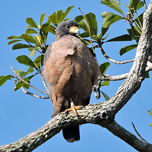 27-grande-reserva-mata-atlantica-operadores-ornithos-observacao-de-aves