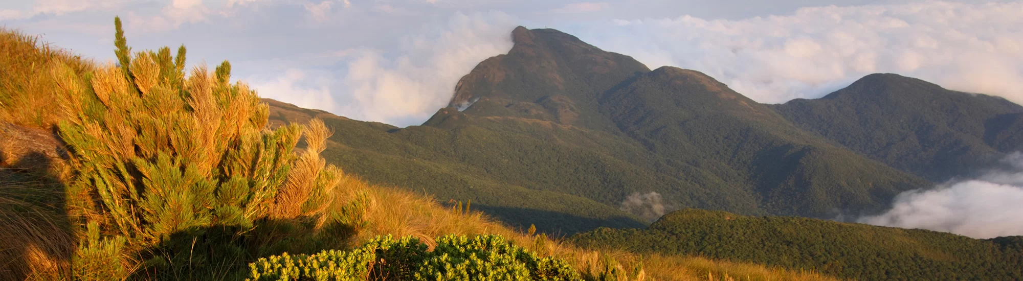 Apoie a Grande Reserva Mata Atlântica