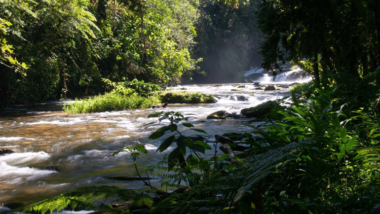 grande-reserva-mata-atlantica-visite-viva-o-vale-05-viva-o-vale