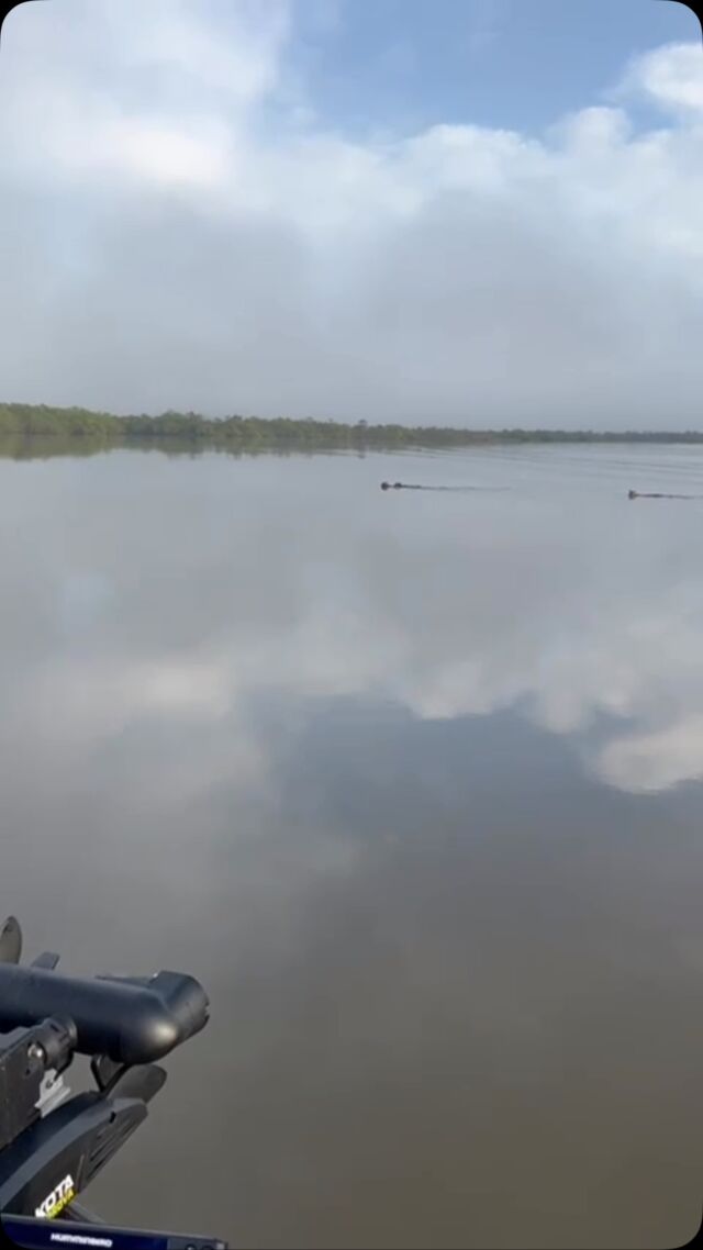 Um registro para comemorar! 😍

🎥 Três onças-pardas foram avistadas fazendo uma travessia em um rio em Garuva, em Santa Catarina, território que forma a Grande Reserva Mata Atlântica.

Aparentemente é uma mãe com dois filhotões, com são chamados os filhotes próximos a fase adulta. 

🗺️ Nos territórios que formam a Grande Reserva, nos Estados de São Paulo, Paraná e Santa Catarina, a espécie pode ser encontrada em diversas regiões e já rendeu vários registros em cidades diferentes.

ℹ️ Roberto Fusco, coordenador do Programa @grandesmamiferosdaserradomar - uma das iniciativas de conservação que atuam na Grande Reserva, reforça que o comportamento correto garante que esses encontros sejam experiências inesquecíveis para quem registra, mantendo a segurança para as pessoas e para o animal.

⚠️ “Em ambientes aquáticos, como esse do vídeo, é essencial manter a distância e motor desligado para que as ondas geradas pela embarcação não cansem ainda mais o animal. A distância também garante a segurança das pessoas”, diz Fusco.

✋ Já em ambientes terrestres, como cidades e florestas, as dicas básicas são: não agache ou corra; mantenha a distância; se afaste lentamente; não encare o animal; grite e faça barulho, caso perceba que o animal não está indo embora. 

✅ Fusco reforça que onças-pardas e pintadas, geralmente, não atacam pessoas e que os registros de acidentes entre esses animais e humanos são raros. 

“Esses registros são muito animadores, mostram a beleza da vida selvagem na Grande Reserva, e reforça a importância da conservação e proteção da Mata Atlântica”, comemora Fusco.

📱Imagens: reprodução